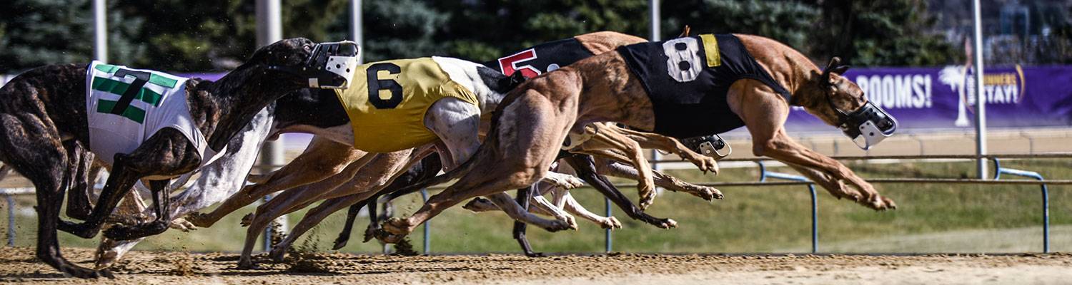 Casino Greyhound Racing Club