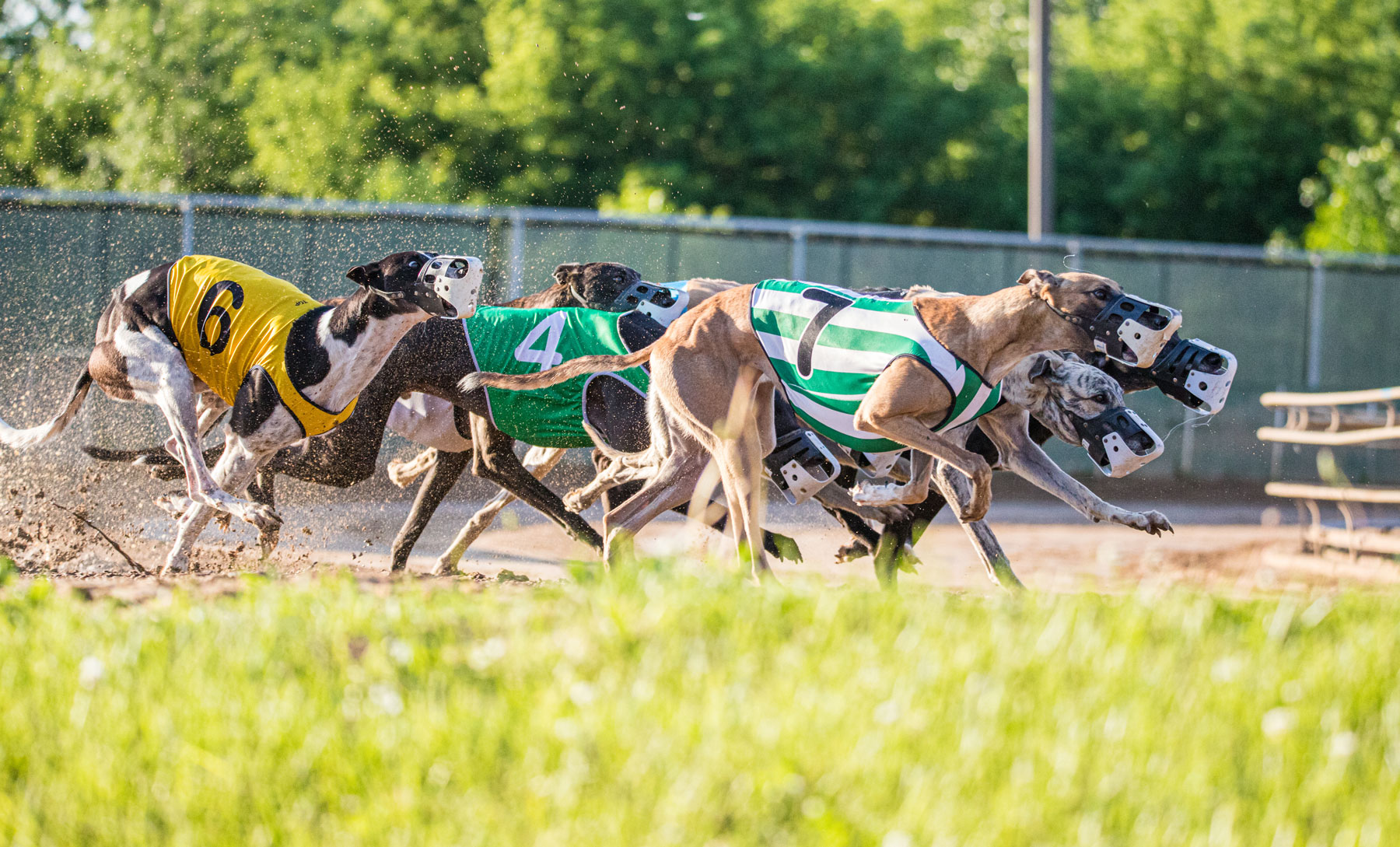 Greyhound Racing - Live Racing