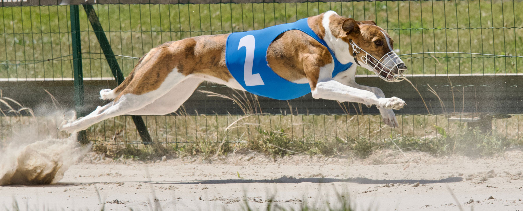 A greyhound jumping