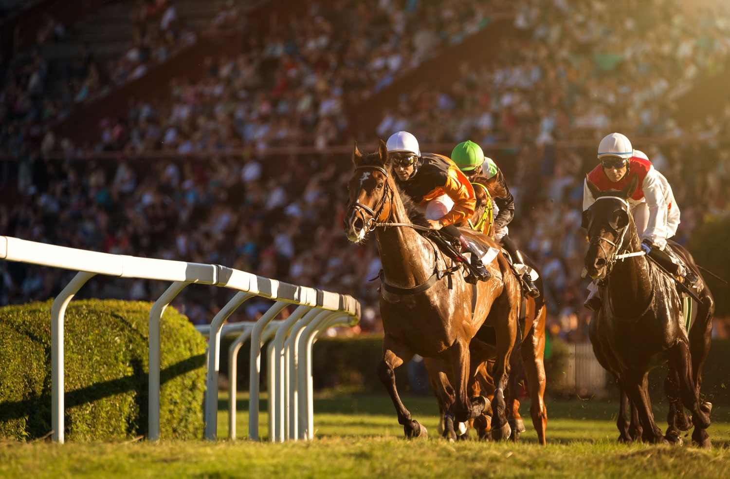 Simulcast Racing - Jockeys on top of their horsese, intensely looking down the track