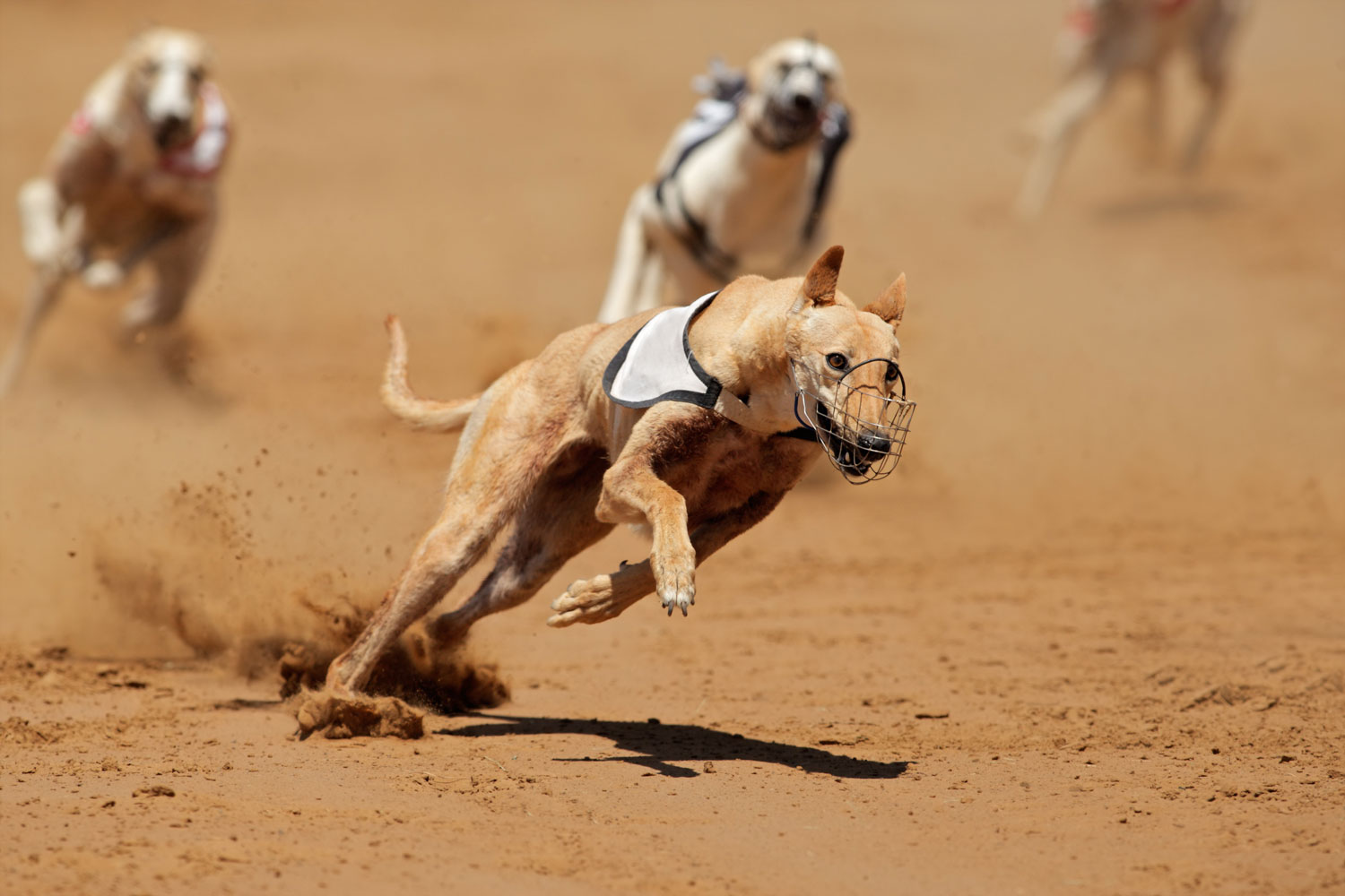 Greyhound Racing - Greyhound separating from the pack, eagerly looking to cross the finish line first