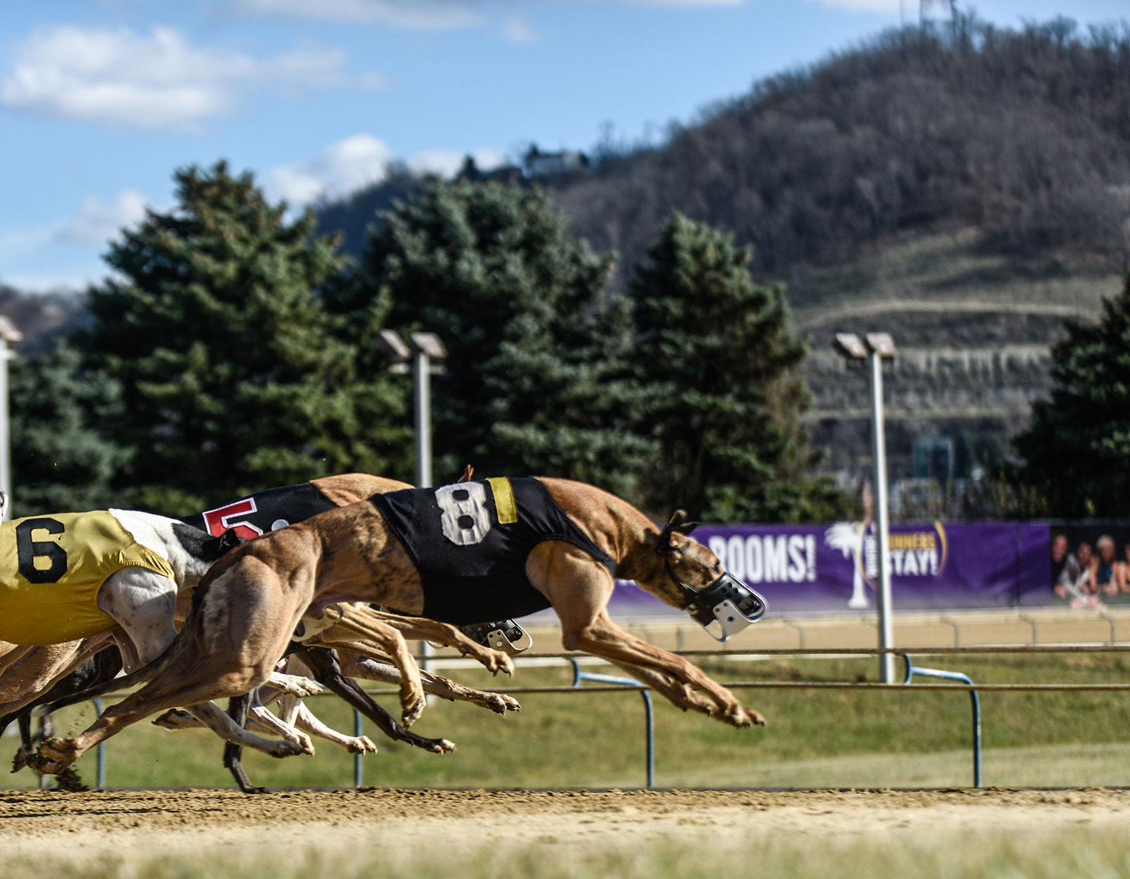 Greyhound Racing